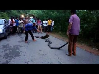 The protection of the King Cobra caught in the fence