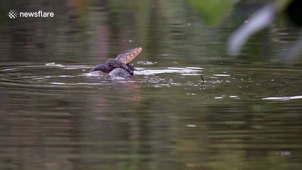 Male lizards wrestle in the water over mating rights to desirable female
