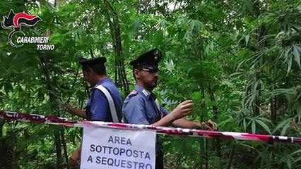 Torino - Marijuana a km zero e venti chili d-erba custoditi in casa (20.09.19)