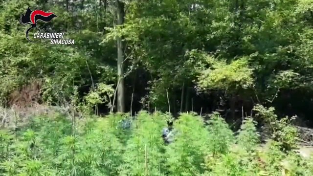 Siracusa - Ritrovamento piantagione canapa indiana (20.09.19)