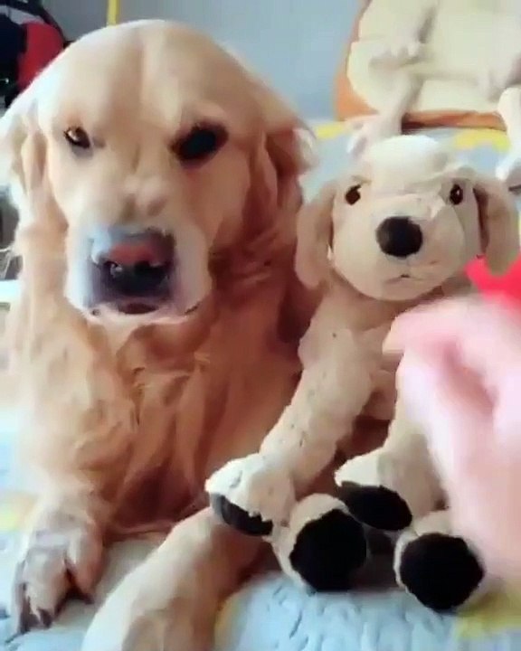 Ce chien est trop drôle, il est hyper jaloux de la peluche. Sa réaction vaut de l'or