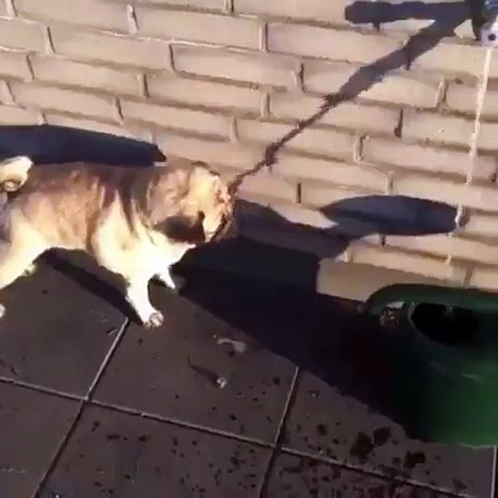 Ce chien voit l'ombre de l'eau et tente de boire... Ne dit-on pas souvent que les apparences sont souvent trompeuses 