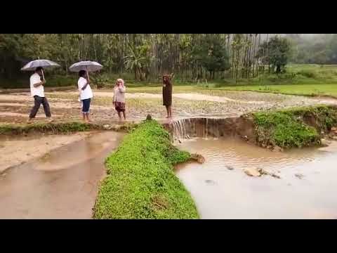 ಶೃಂಗೇರಿಯ : 25 ಎಕರೆ ಭತ್ತದ ಗದ್ದೆಗೆ ಗುಡ್ಡದ ಮಣ್ಣು ಜಾರಿ ಬೆಳೆ ಸಂಪೂರ್ಣ ಹಾನಿ