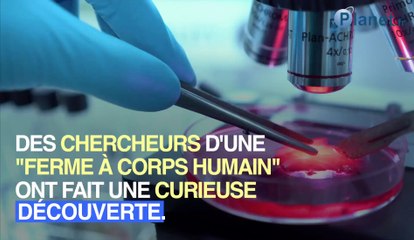 Les cadavres humains se déplacent significativement après la mort