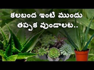 #Plants కలబంద దిష్టి దోషాన్ని తొలగిస్తుందట.. #happy #health #Tulasi #aloevera