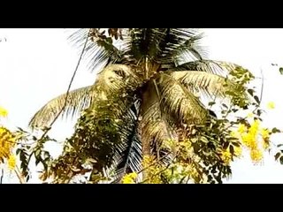 വിഷുക്കാലത്തിനും മുമ്പേ പൊന്‍‌കാഴ്ചയൊരുക്കി കണിയുടെ പൂമരം