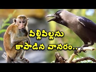 #Telangana పిల్లిపిల్లను రక్షించిన కోతి #Monkey #Cat #Adilabad