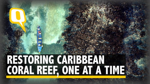 Coral Gardeners Bring Back Jamaica’s Reefs, Piece by Piece