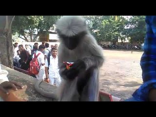 ಗುಟ್ಕಾ ಬೇಕು... ಹಣ್ಣು ಬೇಡ ... ಅಂತ ಕೋತಿಯ ರಂಪಾಟ,