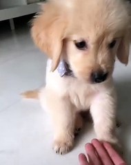 Adorable ! Le chien le plus mignon vous dit bonjour