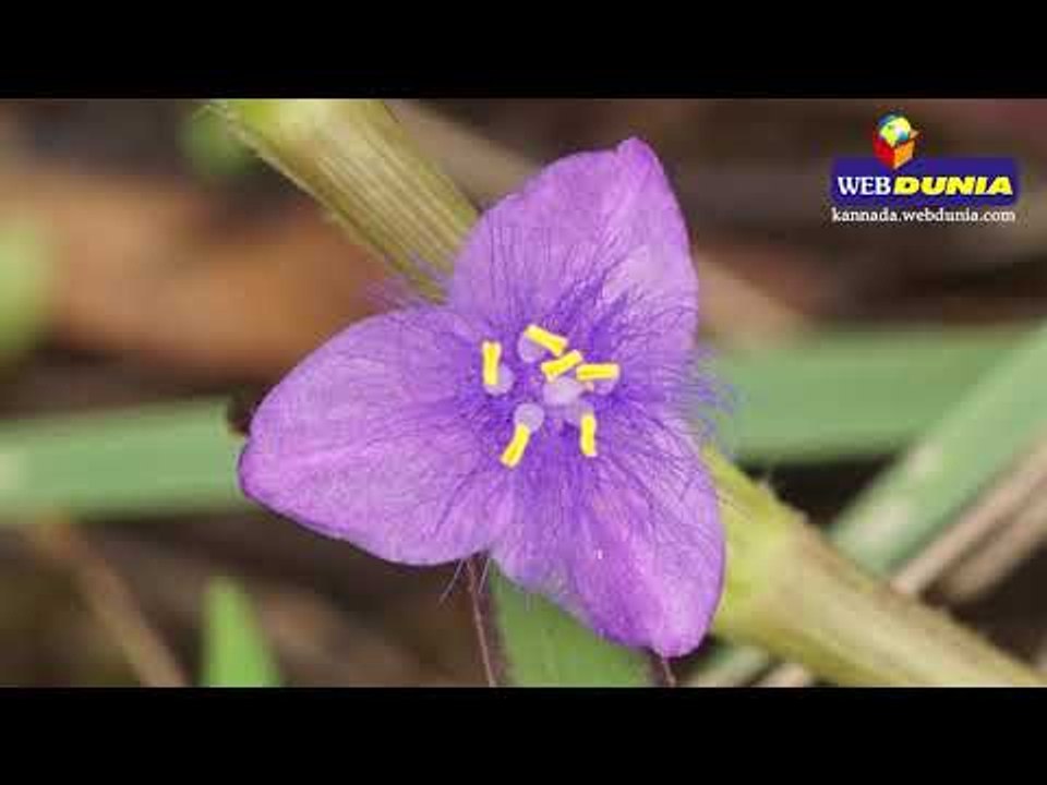 ಮನೆಗೆ ಮಾಟ ಮಂತ್ರವಾಗದಂತೆ ತಡೆಯಲು ಇಲ್ಲಿದೆ ಉಪಾಯ