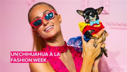 Le Chihuahua de Paris Hilton fait sensation à la Fashion Week de NY