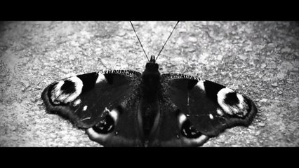 9cigK & Abycc - Schmetterling