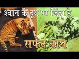 श्वान के दूध पर जिंदा है सफेद बाघ : Lone tiger cub nursed by female dog in Indore zoo