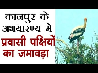 कानपुर के अभयारण्य में प्रवासी पक्षियों का जमावड़ा