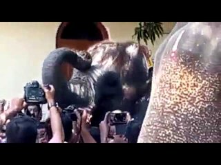 ആനകള്‍ക്ക് ആഹാരം നല്‍കി മന്ത്രിയും എം‌എല്‍‌എയും!