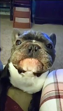 Le hurlement de ce chien, on dirait une course de voitures