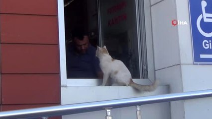 Davetsiz misafir 'Boncuk'a tostçu şefkati