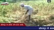शोलापुर में मक्का की फसल बर्बाद | Maize crop destroyed due to drought conditions in Solapur