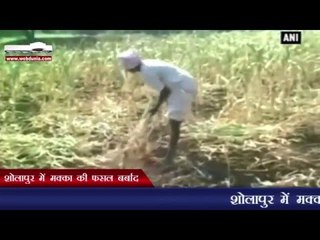 शोलापुर में मक्का की फसल बर्बाद | Maize crop destroyed due to drought conditions in Solapur
