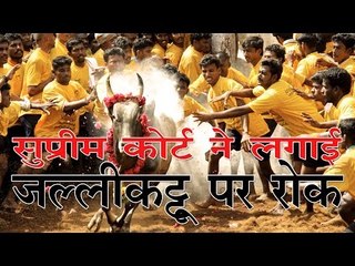 सुप्रीम कोर्ट ने लगाई जल्लीकट्टू पर रोक