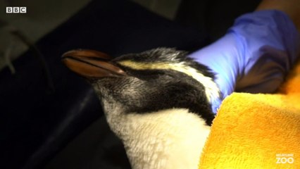 Kaybolan penguen Yeni Zelanda'dan Avustralya'ya 2500 km yüzdü