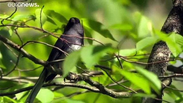 Почему вымерли 3 млрд птиц?