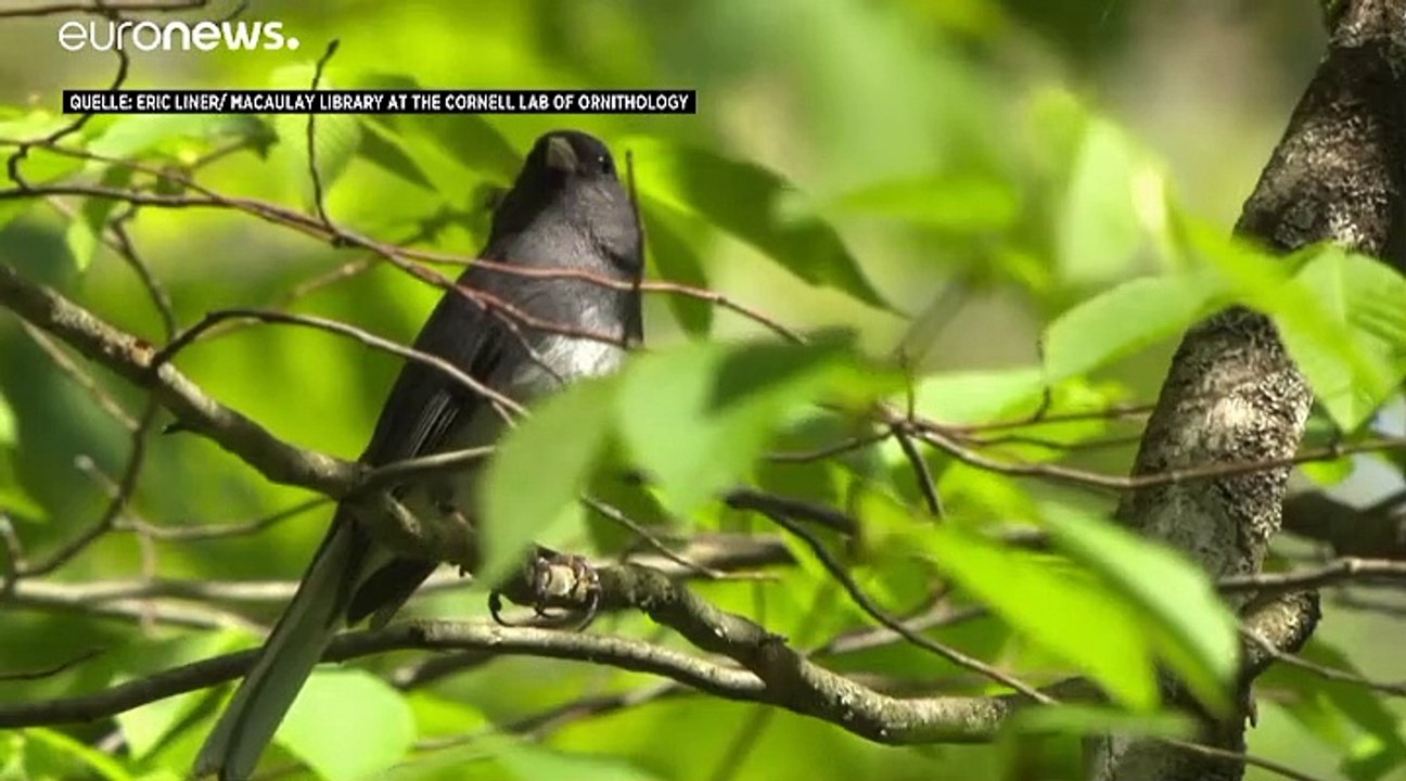 29 Prozent Vogelschwund in Nordamerika: "Tiere können nicht reagieren"