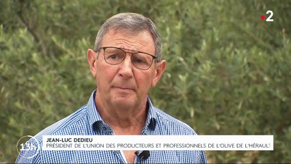 Sécheresse : la production d'olives s'effondre