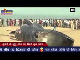मुंबई के जुहू बीच पर मिली मृत व्हेल | Dead whale washed ashore at Mumbai’s Juhu beach