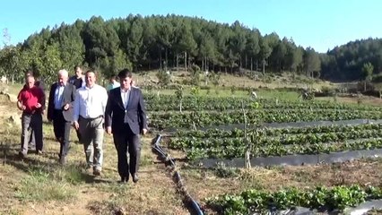 Kadın girişimci, devlet desteğiyle çilek bahçesi kurdu - KAHRAMANMARAŞ