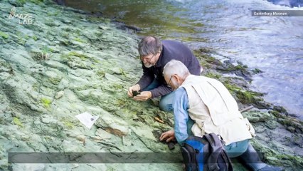 62-Million-Year-Old Bird with Serrated Beak Discovered