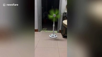 Smart mouse in China removes glue trap so it can escape