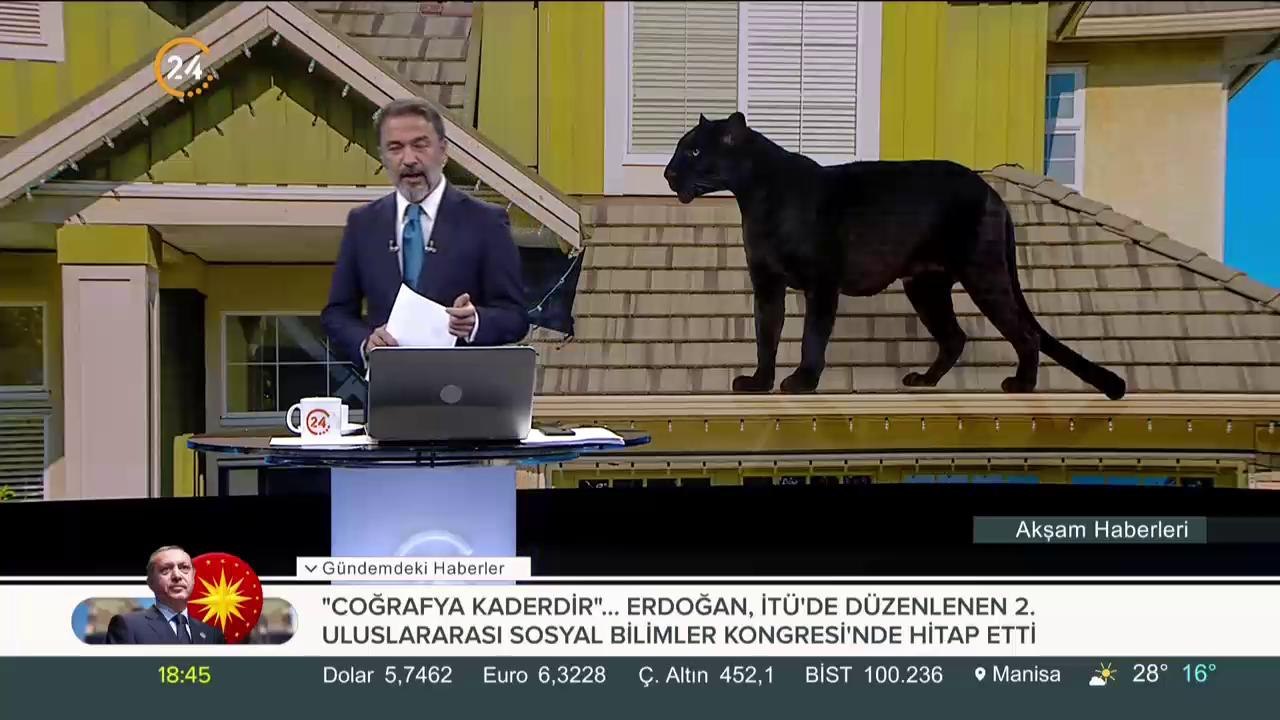 Kara panter firarda