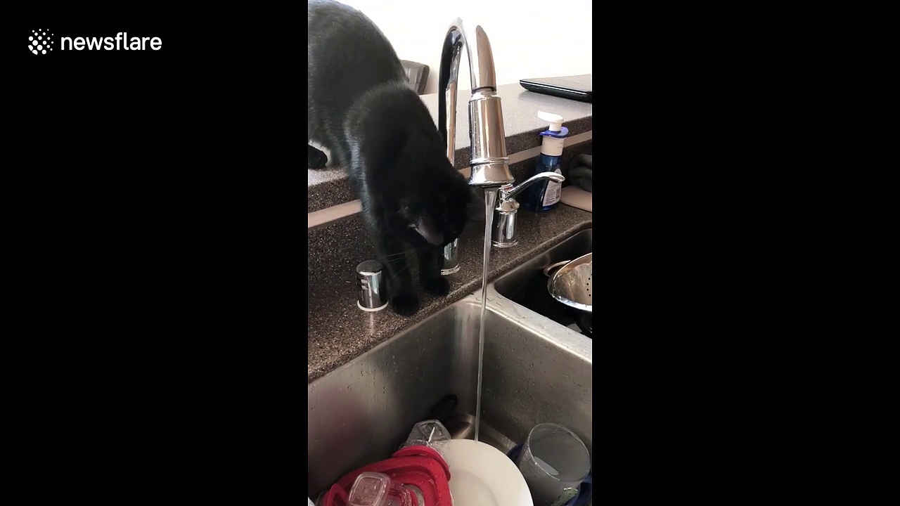 Pet with a drinking problem: Silly cat can’t stop soaking head while sipping from sink