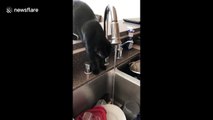 Pet with a drinking problem: Silly cat can't stop soaking head while sipping from sink