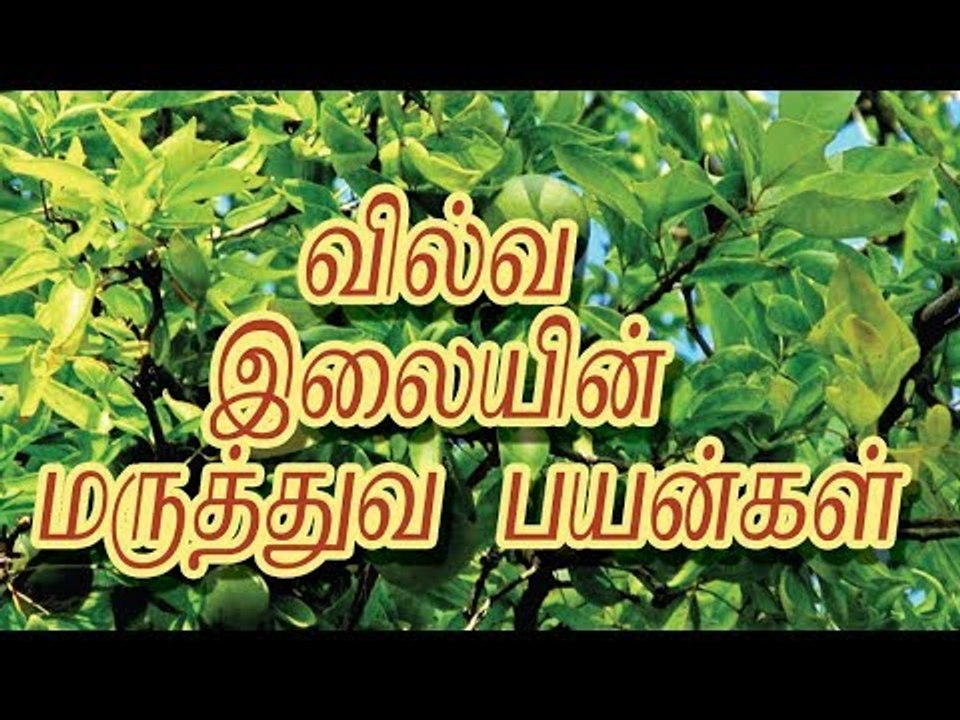 வில்வ இலையின் மருத்துவ பயன்கள்