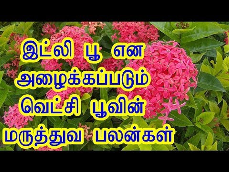 இட்லி பூ என அழைக்கப்படும் வெட்சி பூவின் மருத்துவ பலன்கள்