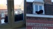 Vídeo mostra pantera a passear por telhados em França