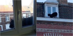 Vídeo mostra pantera a passear por telhados em França