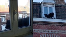 Vídeo mostra pantera a passear por telhados em França