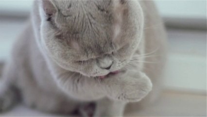Cat licking paw