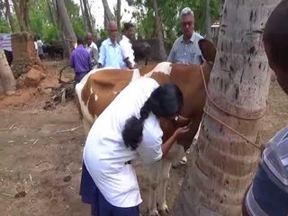 Karur precaution injection to cows/ மாடுகளுக்கு தடுப்பூசி