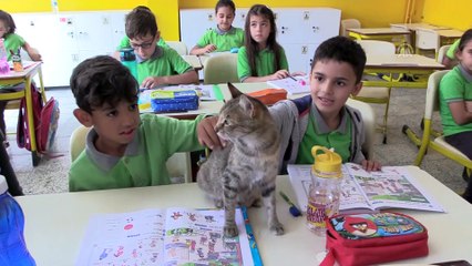 Derslere giren kedi 'Tarçın' teneffüslerde yavrularıyla ilgileniyor - AMASYA