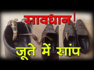 सावधान! कहीं आपके जूते में सांप तो नहीं...