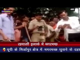 रहवासी इलाके में मगरमच्छ I Crocodiles enter residential areas