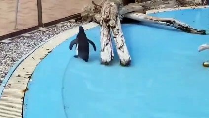 ちょうちょを追いかけるペンギン