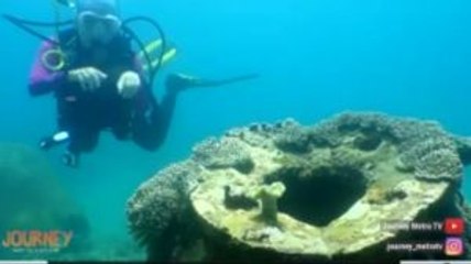 Ada 'Periuk Nasi' di Dasar Teluk Sumbawa