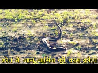 खेत में नाग-नागिन की काम-क्रीड़ा