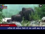 बाढ़ में गजराज l Elephants trapped in flood waters, rescue operation underway